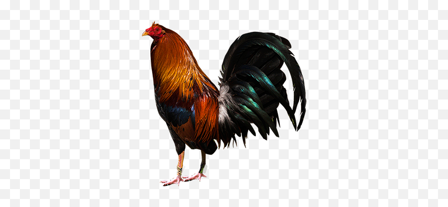 Rooster Png - Manok Na Pola,Rooster Png