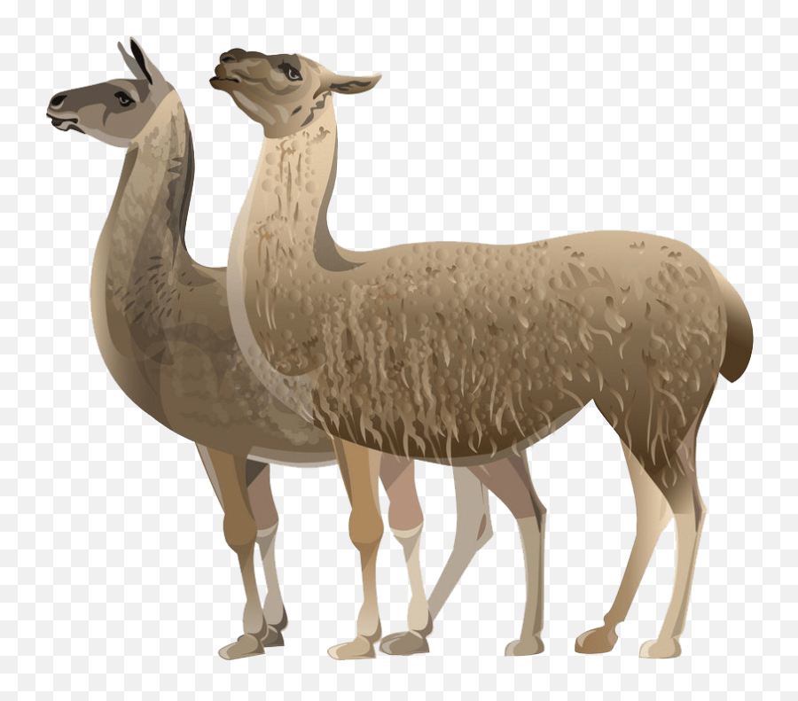 Llama Clipart - Illustration Png,Llama Transparent