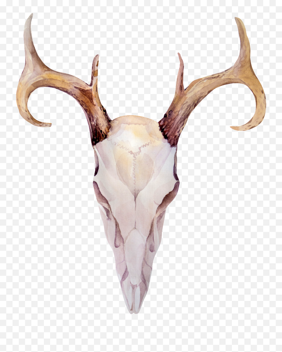 Download This Graphics Is Wood Grain Horns Transparent - Elk Bone Png,Horns Transparent