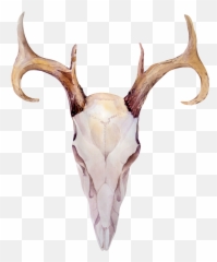 Download This Graphics Is Wood Grain Horns Transparent - Elk Bone png