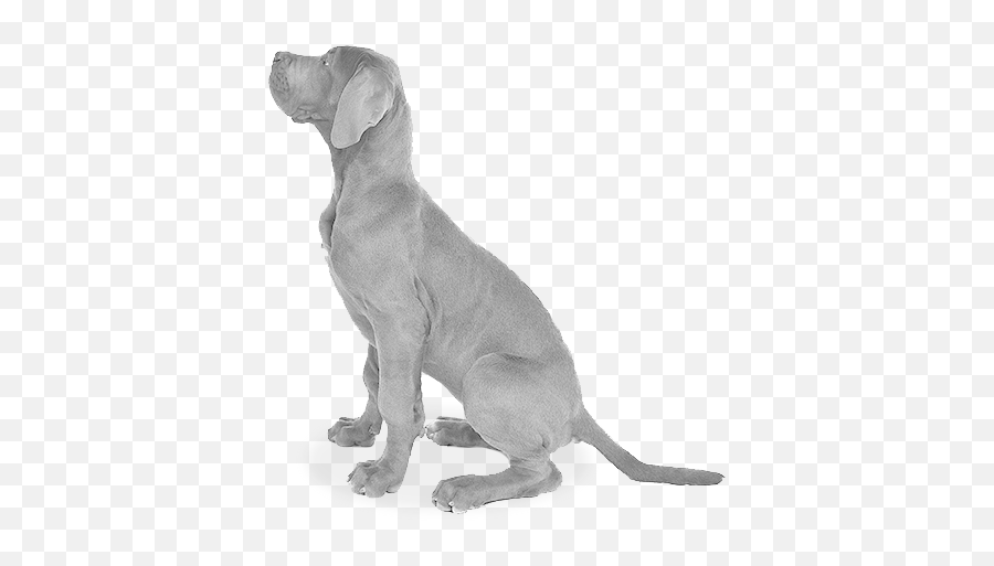 Download Hd Dog Sitting - Grey Dog Transparent Png Image Weimaraner,Dog Sitting Png