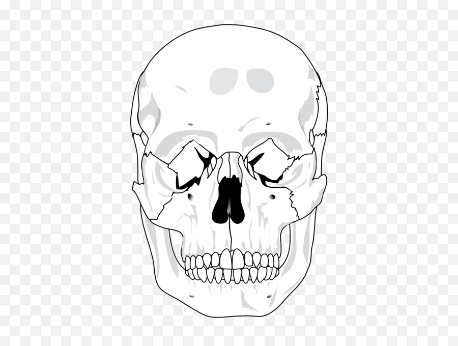 Index Of Vectorsskull - Vector Blank Skull Bone Diagram Png,Skeleton Face Png