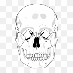 Index Of Vectorsskull - Blank Skull Bone Diagram png