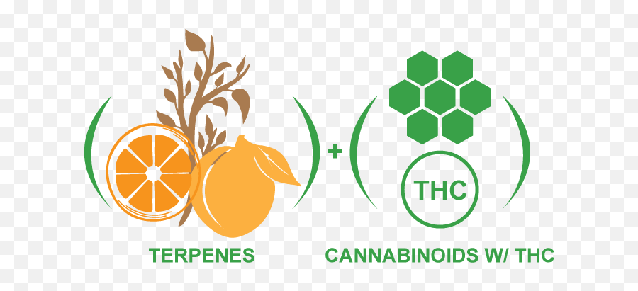 Our Cbd Oil Products And Hemp - New World Rangpur Png,Thc Icon