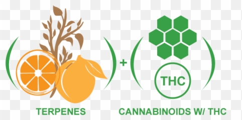 Our Cbd Oil Products And Hemp - New World Rangpur png