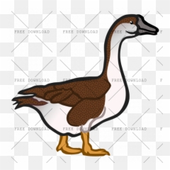 Duck Goose Swan Bird Png Image With - Transparent Goose Clip Art,Goose Transparent