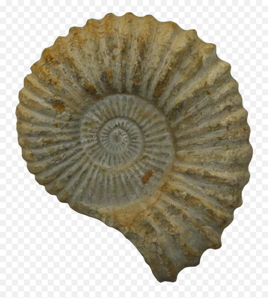 Ammonite Fossils Inspire Wonder - Ferro Designs Llc Ammonites Png,Fossil Icon