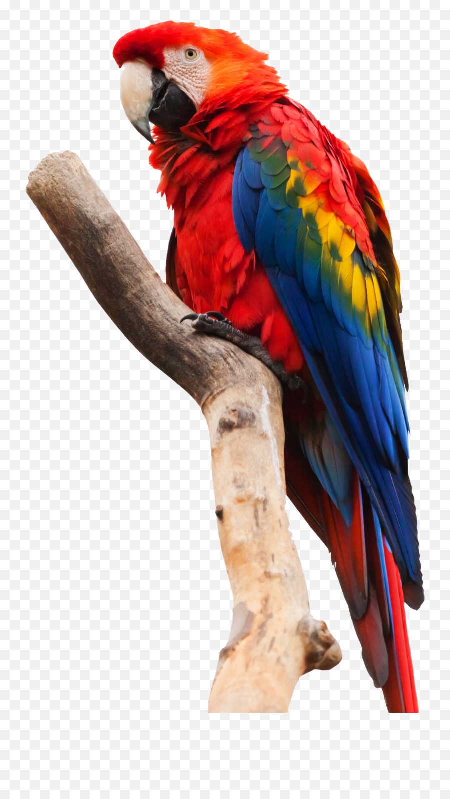 Parrot Png Images - Parrot Png,Parrot Png