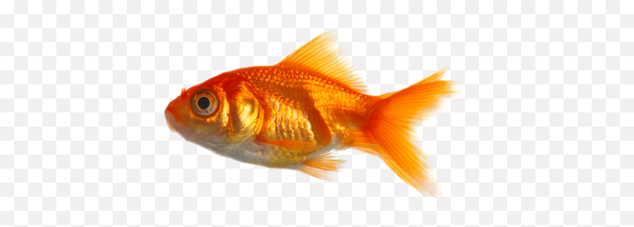 Real Fish Png Image Mart - Real Fish Png,Fish Png