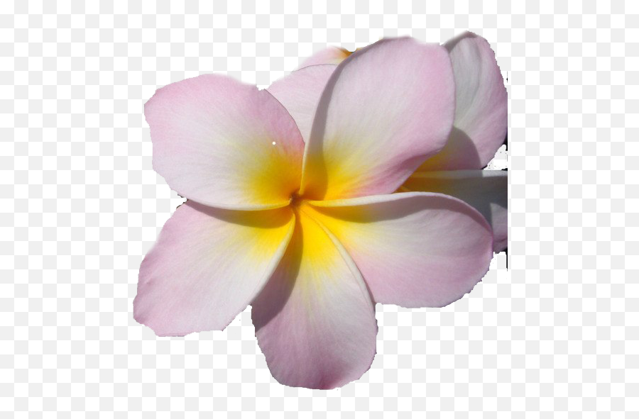 Frangipani Png Transparent Images All - Macro Photography,Pastel Flowers Png