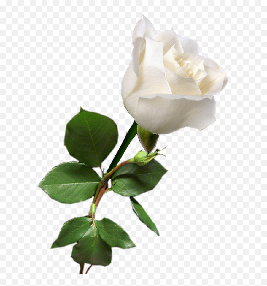 Flowering Plant White Petal - White Roses In Png,Rose Transparent