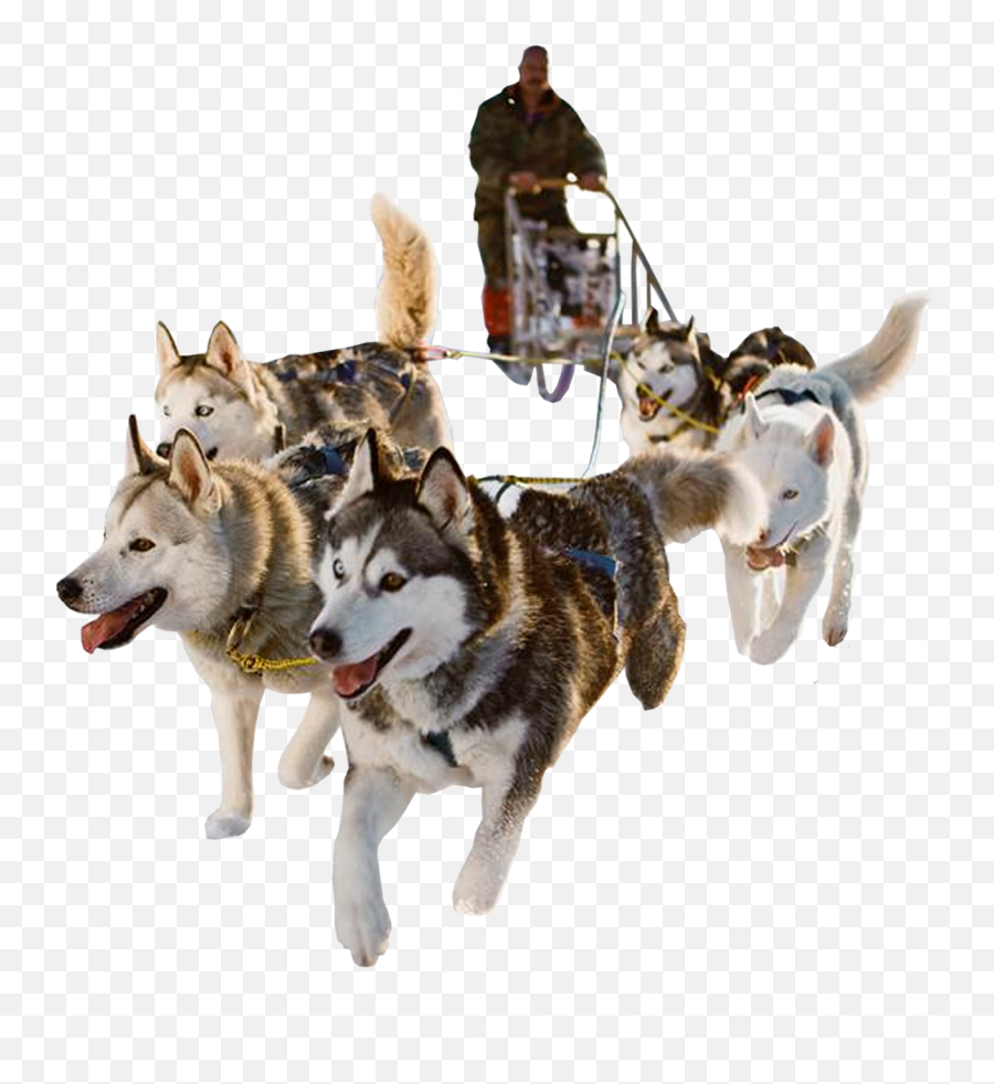 Sled Dog Png Hd - Dog Sled Png,Dog Transparent Background