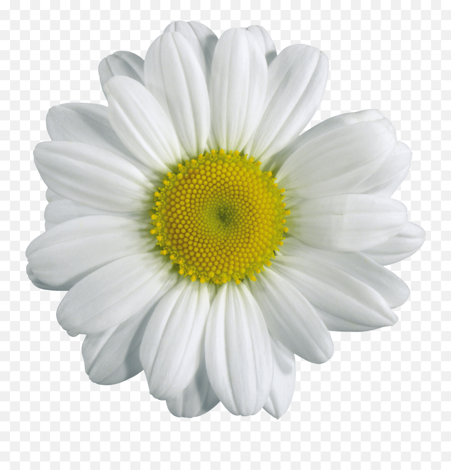 Download Camomile Png Image Hq - Chamomile Png,Chamomile Png