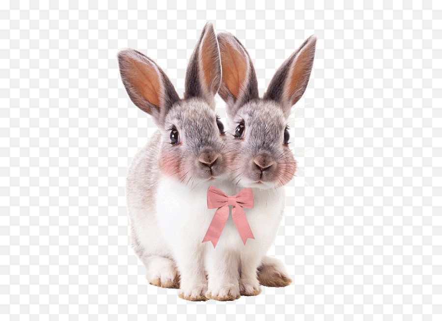 Transparent Rabbit Picture - Transparent Background Rabbit Png,Rabbit Transparent