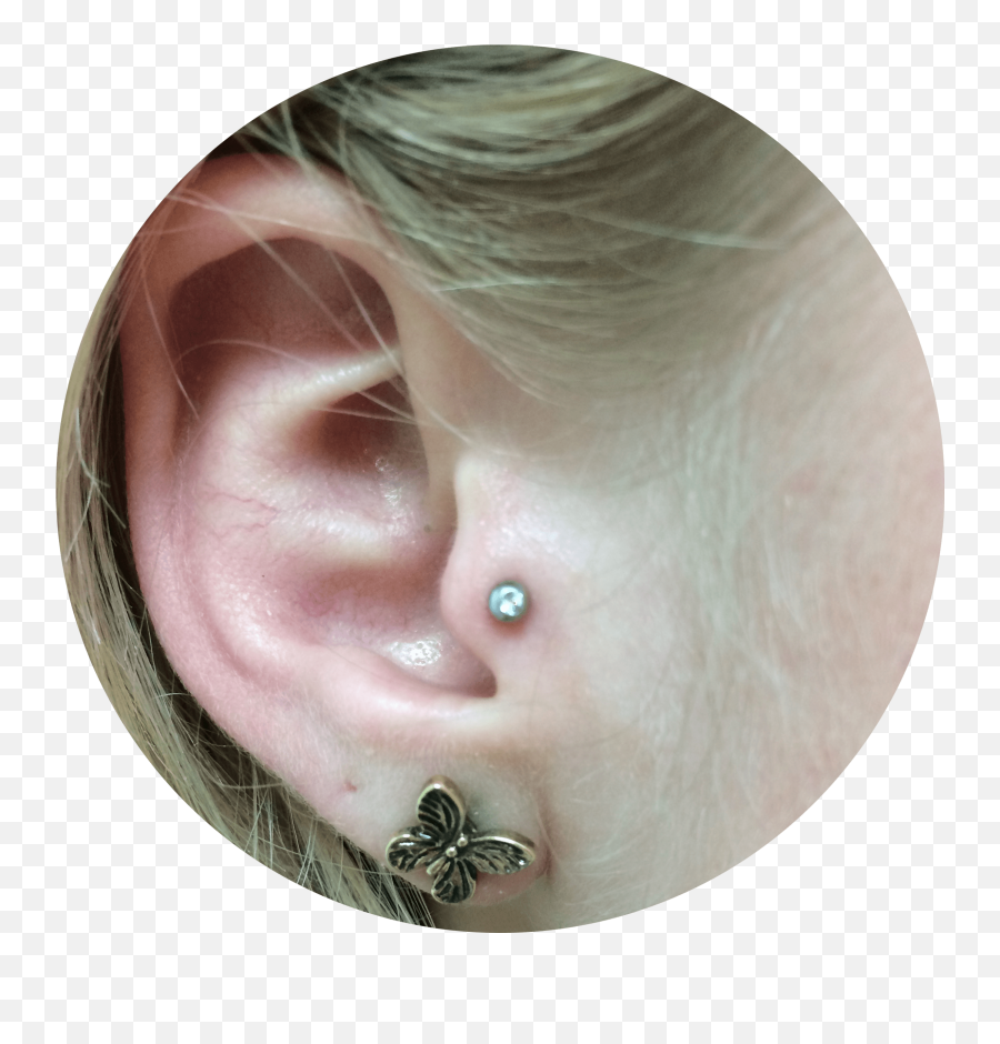 Tragus Piercing Mn Nd Il Mt - Earrings Png,Transparent Piercings