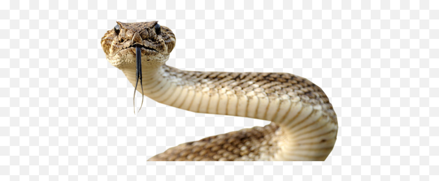 Snake Png Image Picture Download Free - Rattle Snake In Telugu,Snake Transparent Background