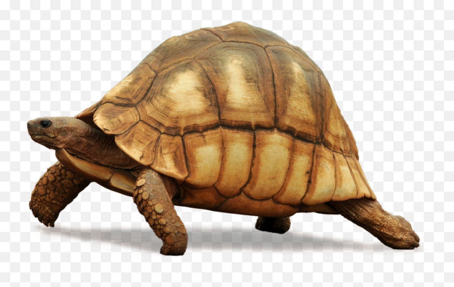 Turtle Conservancy Turtles In Trouble - Transparent Turtle Jpg Png,Tortoise Png