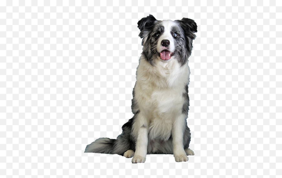 Blue Merle Border Collie To Be The Star - Collie Border Collie Transparent Dogs Png,Border Collie Png