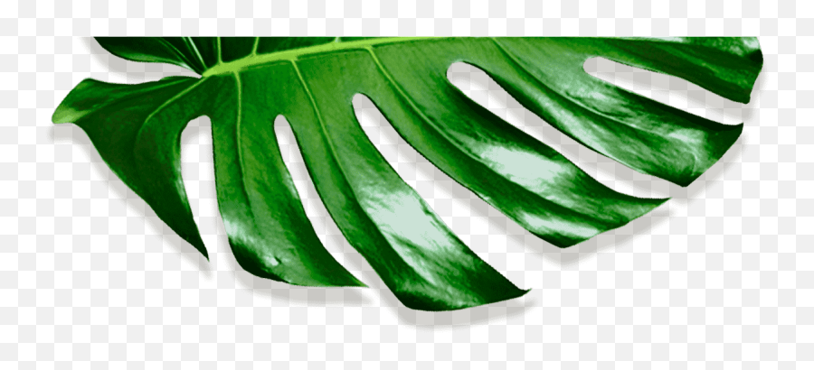 Download Movadex Design Agency Green Monstera Leaf - Decor Leaf Png,Monstera Leaf Png