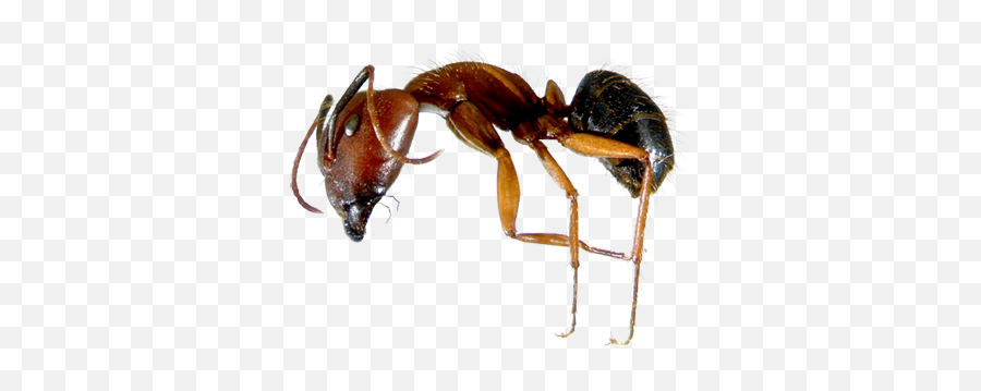 Ant Control Tips How To Prevent - Florida Carpenter Ant Size Size Png,Ants Png