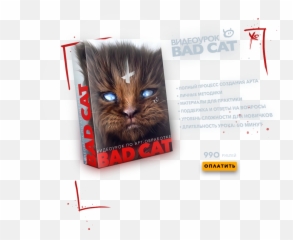 Bad Cat - Domestic png