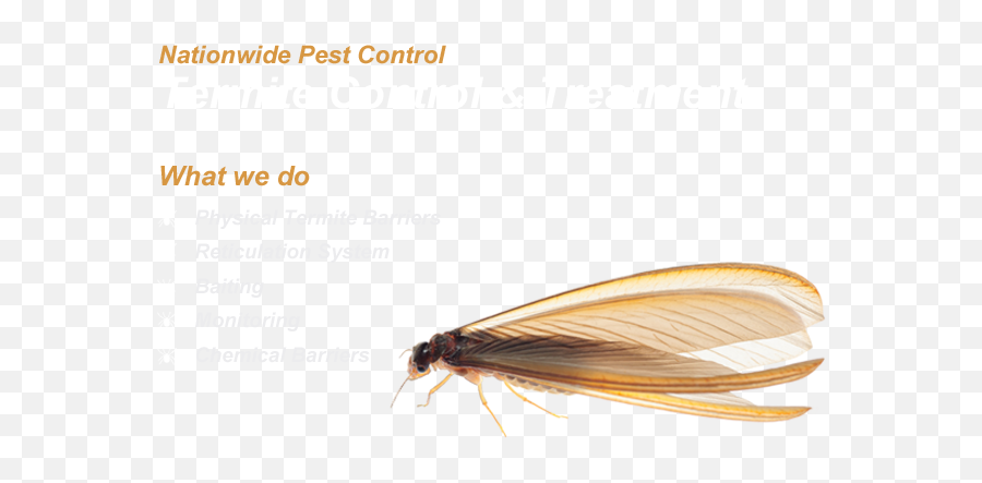 Termite Control Nationwide Pest Controlnationwide - Geocaching Png,Termite Png