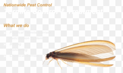 Termite Control Nationwide Pest Controlnationwide - Geocaching Png,Termite Png