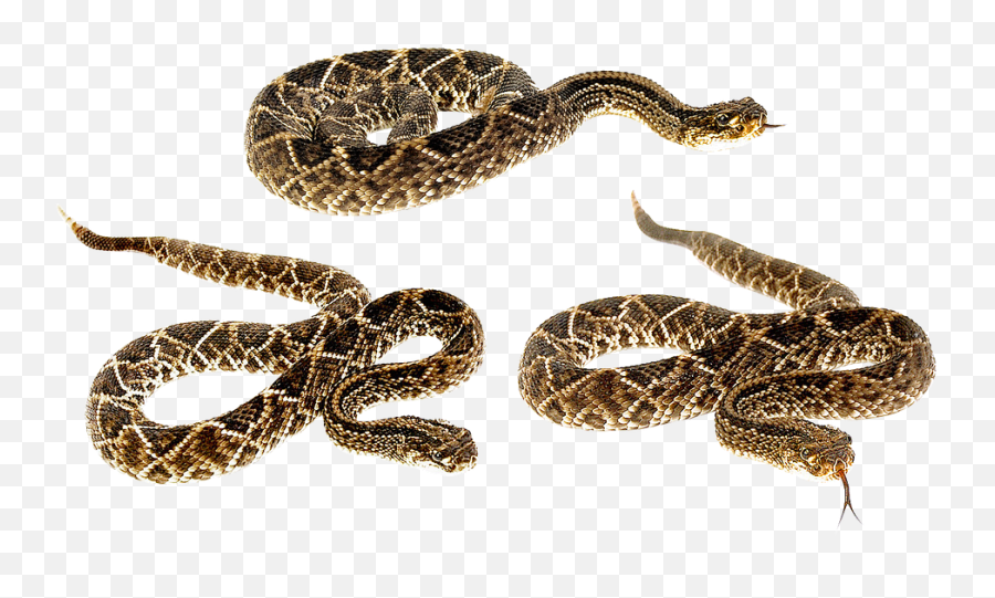 Snake Terrarium Bastards - Free Photo On Pixabay Does A Snakes Tail Start Png,Rattlesnake Png
