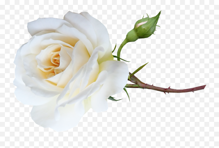 Flower White Rose - Free Photo White Rose Png,White Rose Transparent