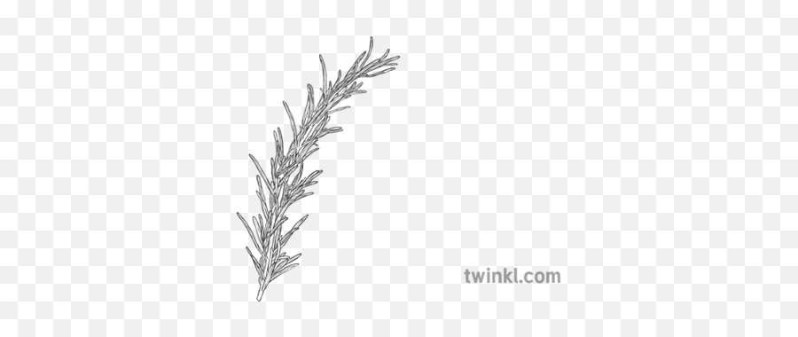 Rosemary Herb Cooking Plant Remembrance - Rosemary Plant Black And White Png,Rosemary Png