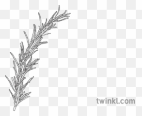 Rosemary Herb Cooking Plant Remembrance - Rosemary Plant Black And White Png,Rosemary Png