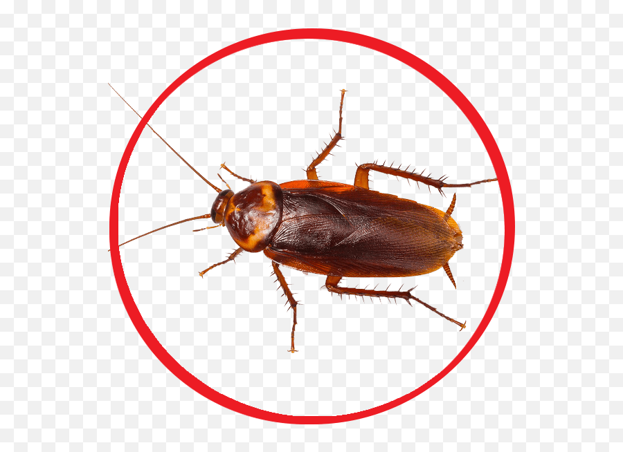 Cockroach Png - Amerikan Hamam Böcei,Cockroach Png