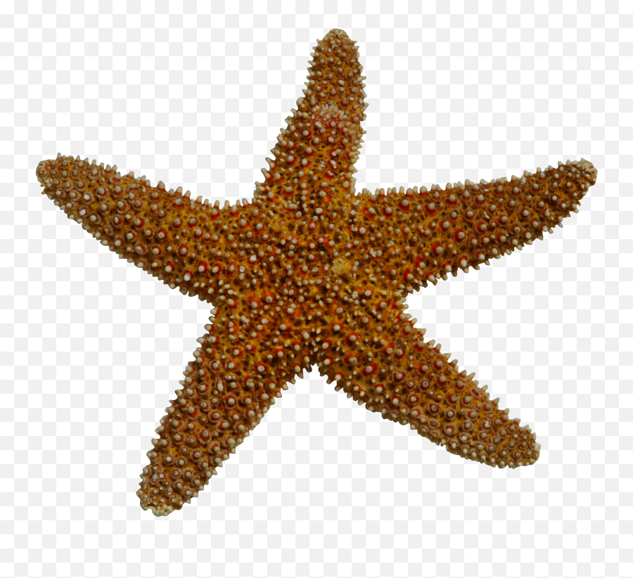 Starfish Sea Clip Art - Realistic Starfish Transparent Background Png,Starfish Png