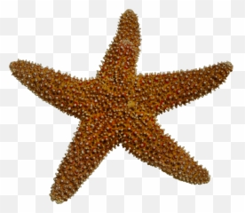 Starfish Sea Clip Art - Realistic Starfish Transparent Background Png,Starfish Png
