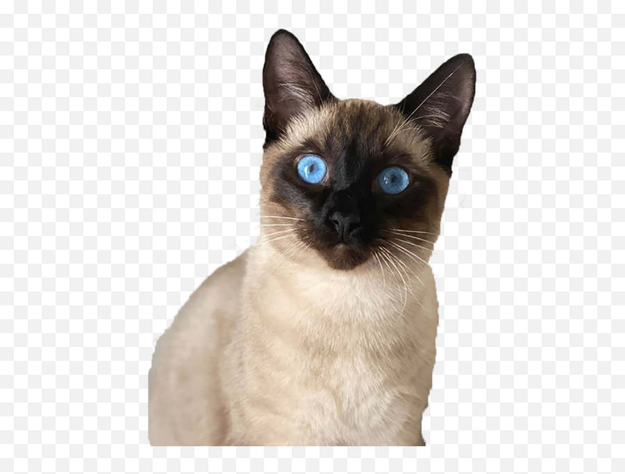 Home - Humane Society Of Pinellas Siamese Cat Png,Animal Png