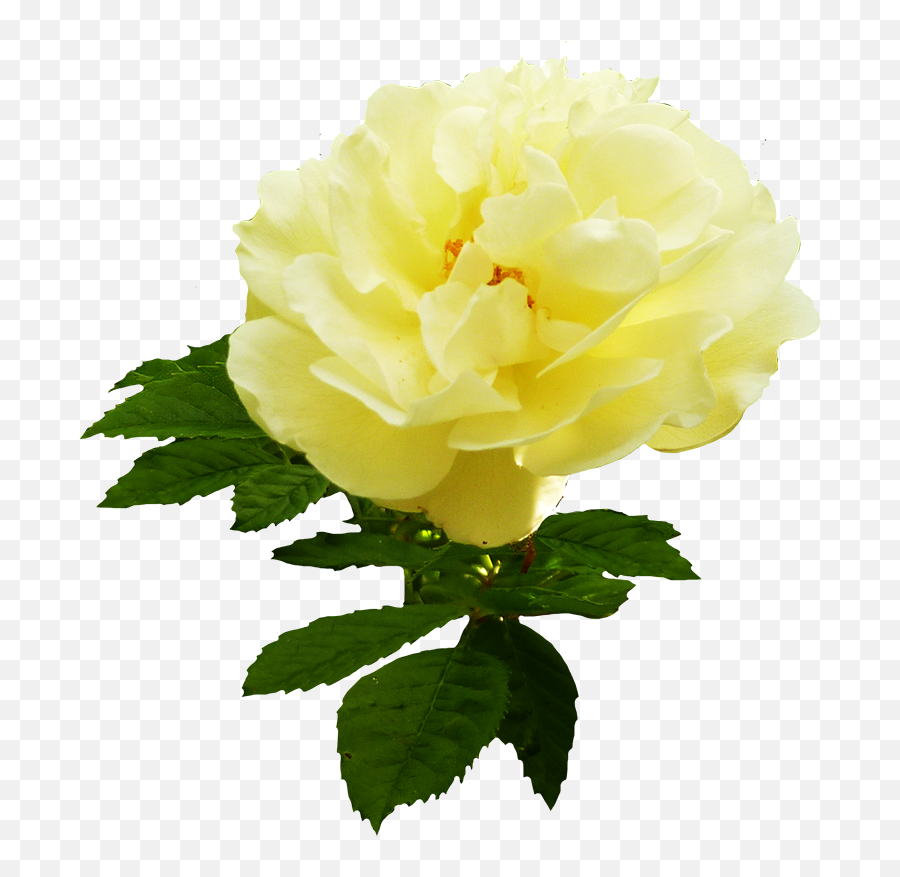 Download Yellow Rose Flower Png - Garden Roses Garden Roses,Yellow Roses Png
