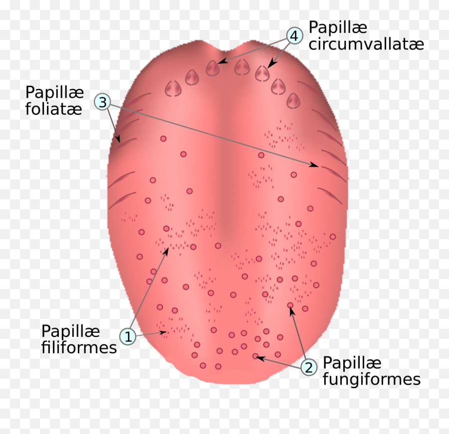 Papillae - V Lingual Png,Tounge Png