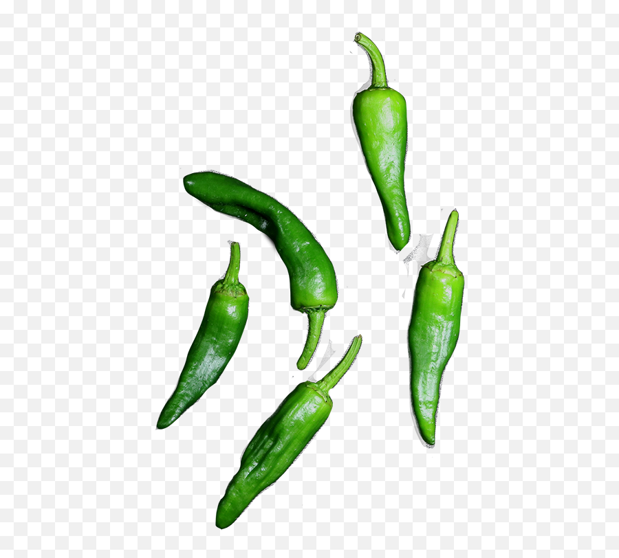 The Spanish Green Mild Tapas Pepper Pimientos De Padron - Pimientos De Padron Png,Green Pepper Png