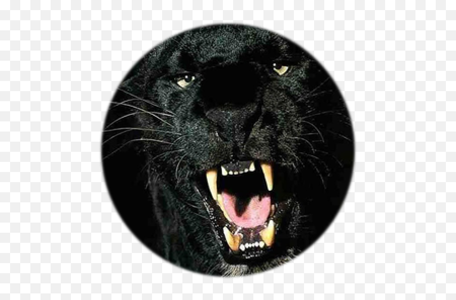 Amazon - Full Hd Black Tiger Png,Black Panther Transparent