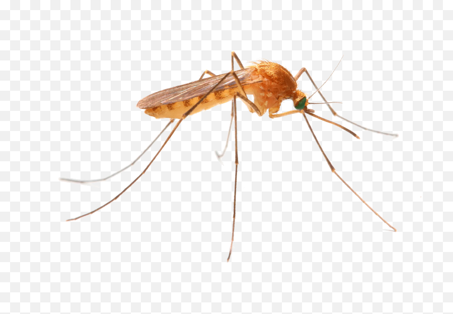 New Jersey Mosquito Control Png Transparent
