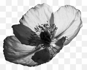 Black And White Flowers Png - Bilder Schwarz Weiß