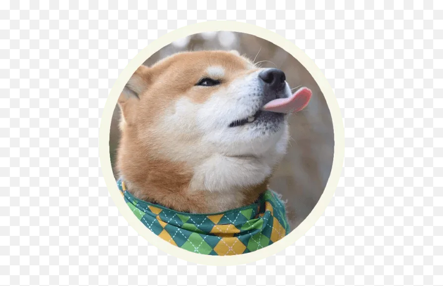 Akita - Inuu201d Stickers Set For Telegram Hokkaido Dog Png,Funny Icon Tumblr