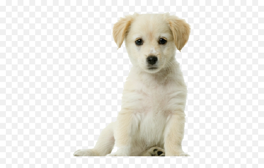 Transparent Background Free - Puppy With White Background Png,Puppy Transparent Background