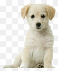 Transparent Background Free - Puppy With White png