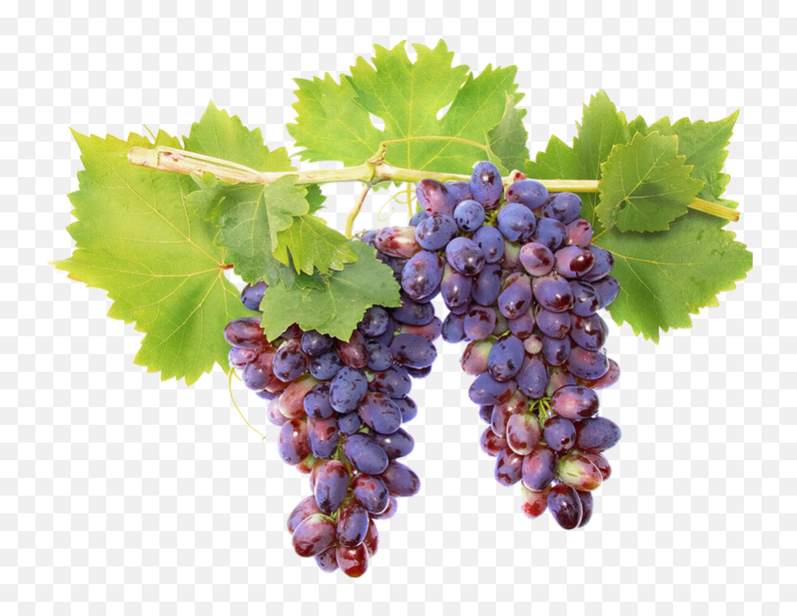 Fruits Raisins - Vigne Png,Grapes Png