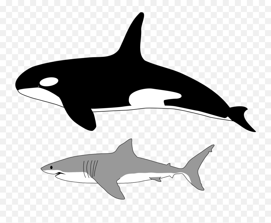 Size Of Orca And Great White Shark - Killer Whale Compared To Shark Png,Orca Png