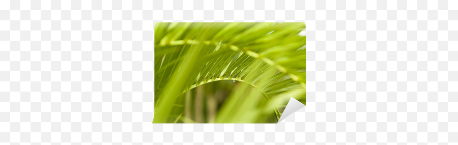 Palm Tree Frond Png Image - Grass,Palm Frond Png