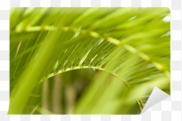 Palm Tree Frond Png Image - Grass