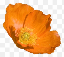 Begonia Drawing Poppy Transparent Png - Orange Poppy Flower,Poppy Png