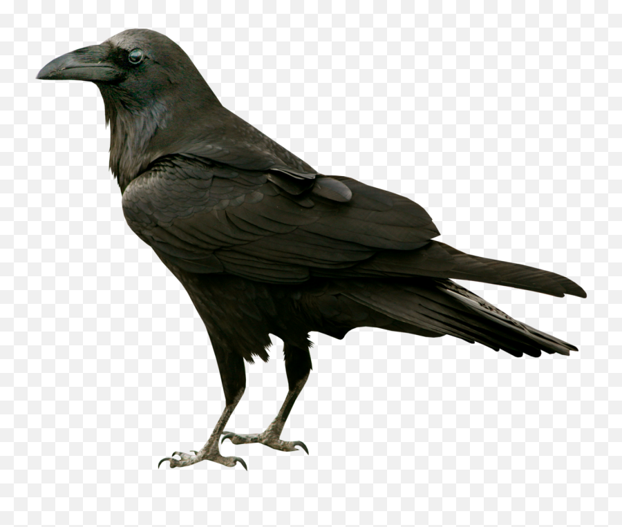 Common Raven The Bird Silhouette Clip - Transparent Background Raven Png,Crow Transparent